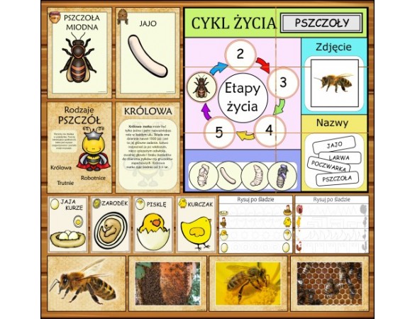 Zestaw ETAPY ŻYCIA