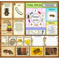 Zestaw ETAPY ŻYCIA