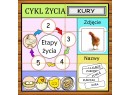 Zestaw ETAPY ŻYCIA