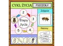 Zestaw ETAPY ŻYCIA